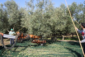 Raccolta delle Olive