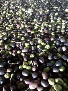 Raccolta Olive